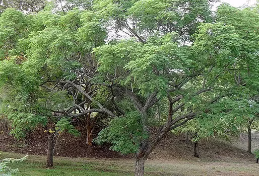 Iguá, Nauno - Vista 4